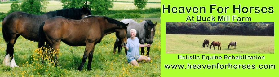 Heaven For Horses - Rehabilitation For Horses.